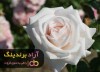 گل رز، محصولی که باعث رونق کسب و کارم شد