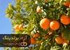 نحوه رشد درختان پرتقال از دانه
